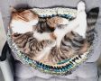 Картина: воскресенье.
.
#утренний_кот_от_читателей_АП