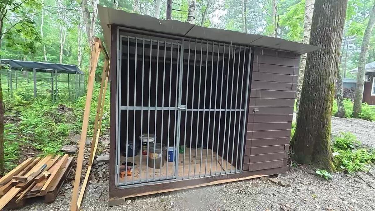 Амурским тиграм помогут вернуться в родные леса