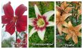 ������ �� �����: � ������������ ���� ��� �������������� �������� ������ ����� �����