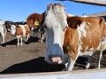 Завершен приём заявок для участия в конкурсном оборе, для предоставления Гранта на развитие фермерского хозяйства (до 8 млн