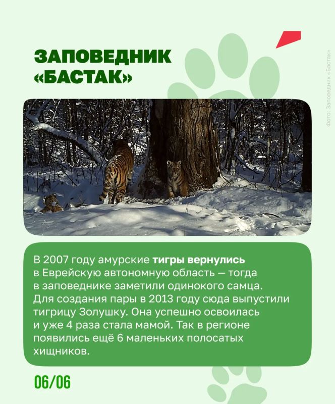 Чтобы спасти амурского тигра, людям пришлось остаться незаметными Чтобы спасти амурского тигра, людям пришлось остаться незаметными