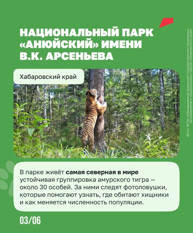 Чтобы спасти амурского тигра, людям пришлось остаться незаметными Чтобы спасти амурского тигра, людям пришлось остаться незаметными