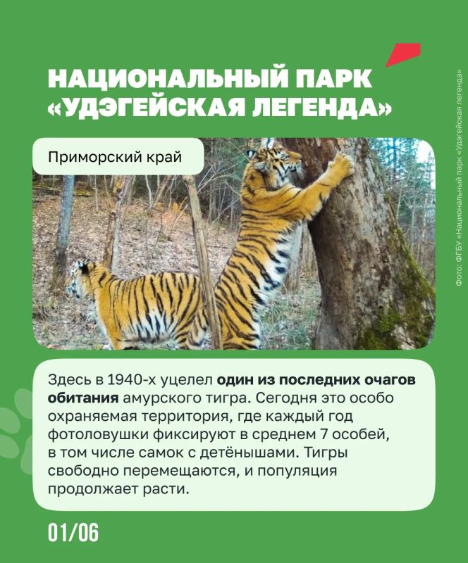 Чтобы спасти амурского тигра, людям пришлось остаться незаметными Чтобы спасти амурского тигра, людям пришлось остаться незаметными