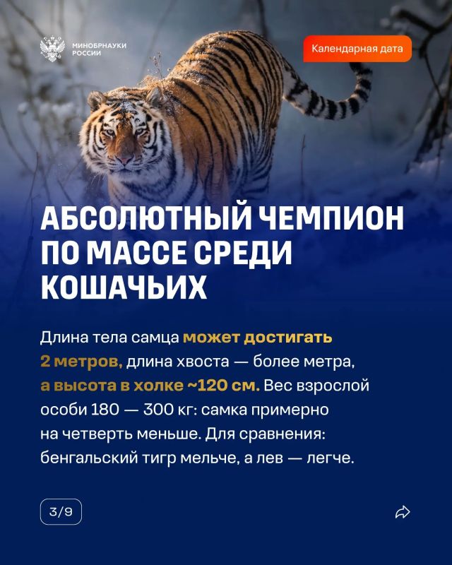 29 июля — Международный день тигра 29 июля — Международный день тигра