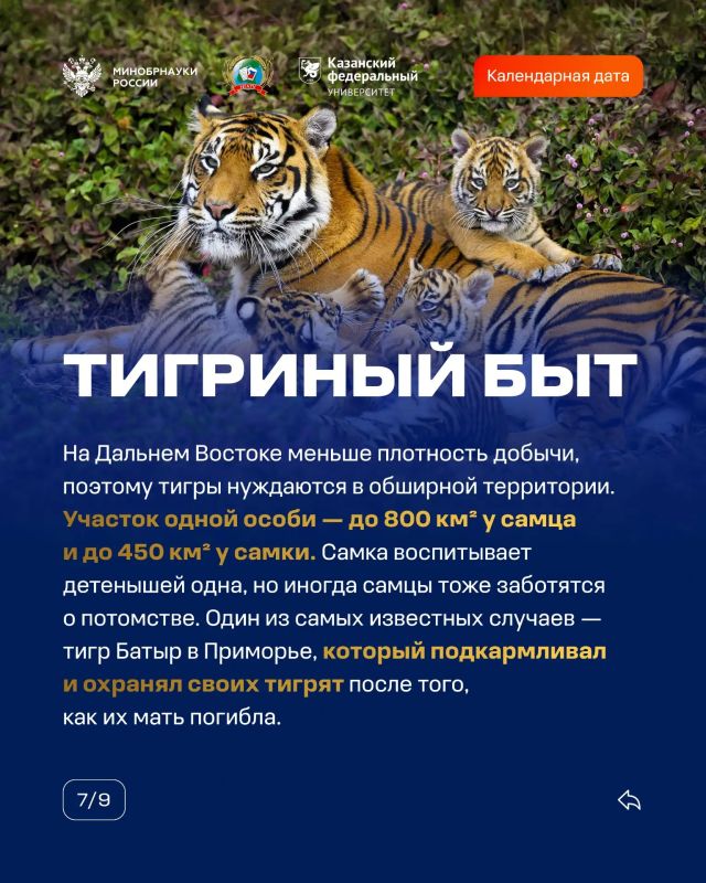 29 июля — Международный день тигра 29 июля — Международный день тигра