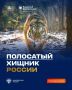 29 июля — Международный день тигра
