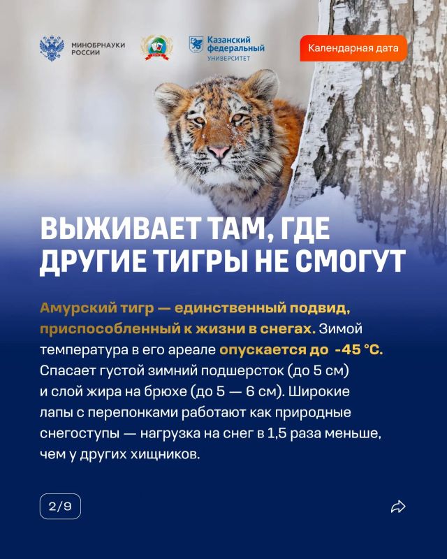 29 июля — Международный день тигра 29 июля — Международный день тигра
