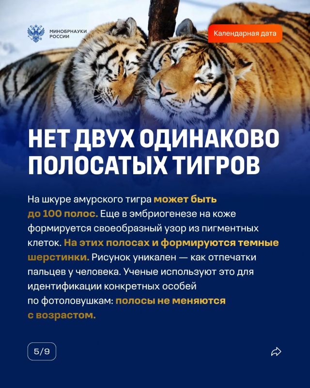 29 июля — Международный день тигра 29 июля — Международный день тигра