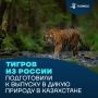 Переданных Россией амурских тигров выпустят в дикую природу в Казахстане