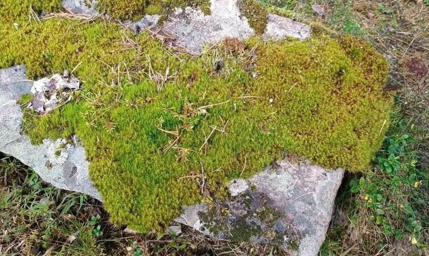 Прогноз погоды в Амурской области на 2 августа