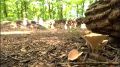 Выходные начинаем с приятного - грибного урожая от земляков