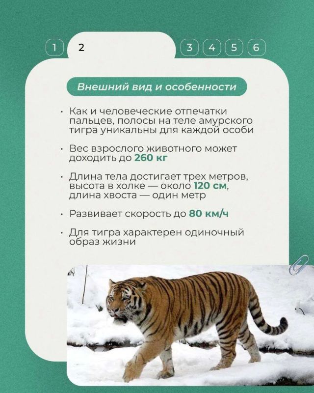 29 июля отмечается Международный день тигра — праздник, который напоминает, как важно сохранять одного из самых редких и величественных хищников планеты 29 июля отмечается Международный день тигра — праздник, который напоминает, как важно сохранять одного из самых редких и величественных хищников планеты