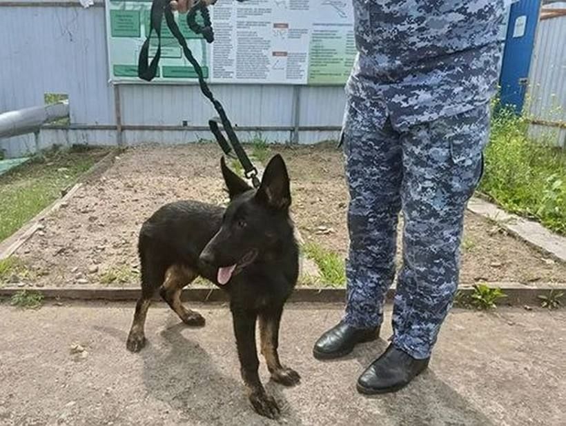 В Амурскую область на службу прибыли четырехмесячные немецкие овчарки Найра и Наварра В Амурскую область на службу прибыли четырехмесячные немецкие овчарки Найра и Наварра