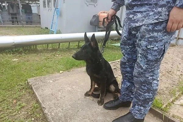 «Служить готовы!»: два щенка немецкой овчарки приехали из Хабаровска в амурское УФСИН «Служить готовы!»: два щенка немецкой овчарки приехали из Хабаровска в амурское УФСИН