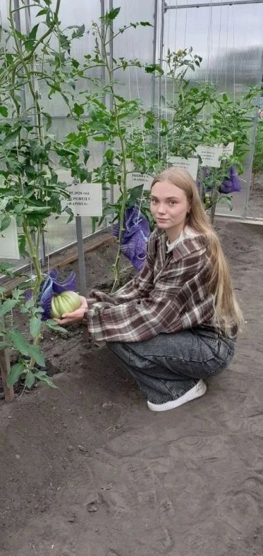 Амурские школьники выращивают томаты-гиганты Амурские школьники выращивают томаты-гиганты