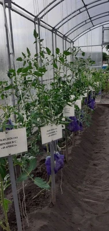 Амурские школьники выращивают томаты-гиганты Амурские школьники выращивают томаты-гиганты