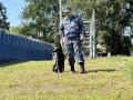 По карьерной лестнице всеми четырьмя лапами