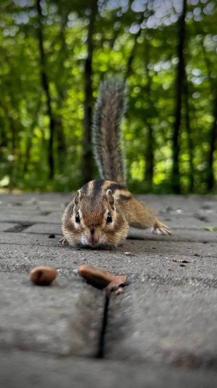 В Первомайском парке орудует шайка пушистых вымогателей В Первомайском парке орудует шайка пушистых вымогателей