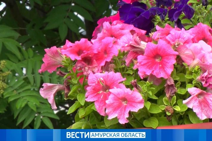 Всего +2 °С: прогноз погоды в Приамурье на 8 августа