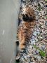 Петунья. Устала помогать на огороде