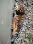 Петунья. Устала помогать на огороде