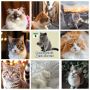 Всемирный день кошек (World Cat Day) отмечается ежегодно 8 августа по инициативе Международного фонда по защите животных «Animal Welfare»