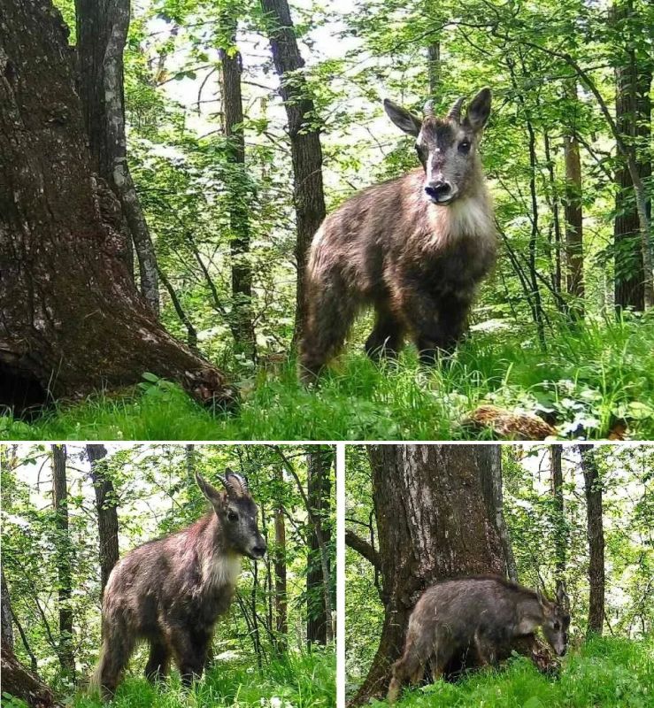 Редкий амурский горал попал в фотоловушку в нацпарке Приморья