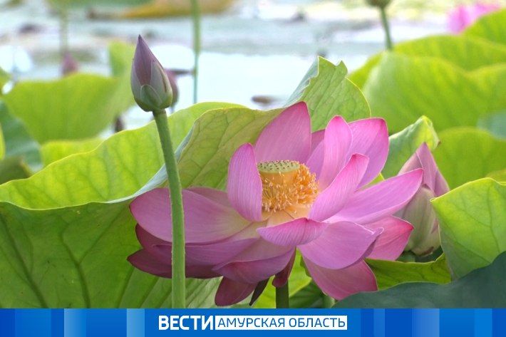 До +30 °C, ливни и грозы: погода в Амурской области на 11 августа