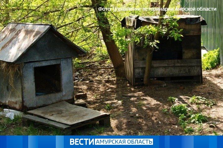 Карантин по бешенству ввели в Белогорске