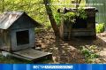 Карантин по бешенству ввели в Белогорске