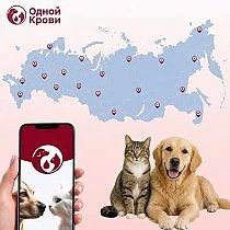В России появился портал для поиска доноров крови для кошек и собак