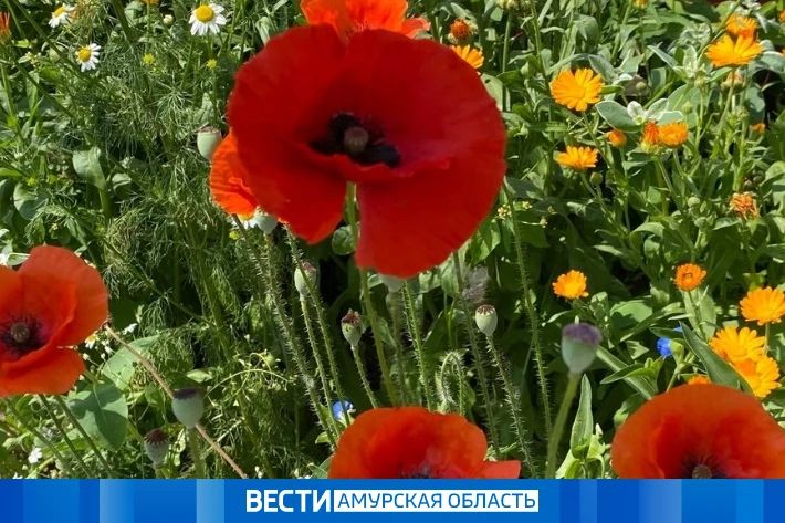 Дожди на севере и до +1°C: прогноз погоды в Приамурье на 14 августа
