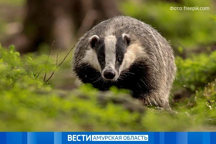 С 15 августа в Приамурье открывается охота на барсука