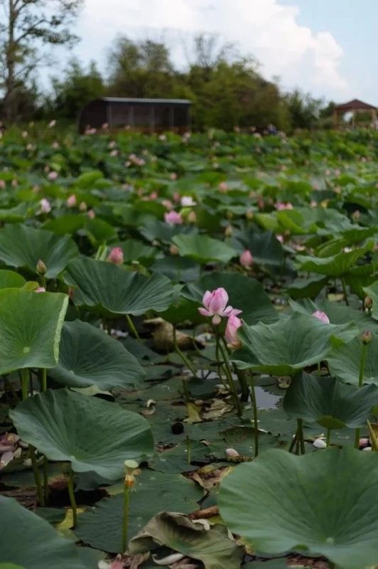 Село Липовка Тамбовского округа собрало амурчан на праздник цветущего лотоса Село Липовка Тамбовского округа собрало амурчан на праздник цветущего лотоса
