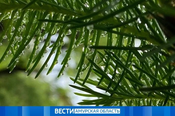 До +24°C и сильные дожди: прогноз погоды в Приамурье на 21 августа