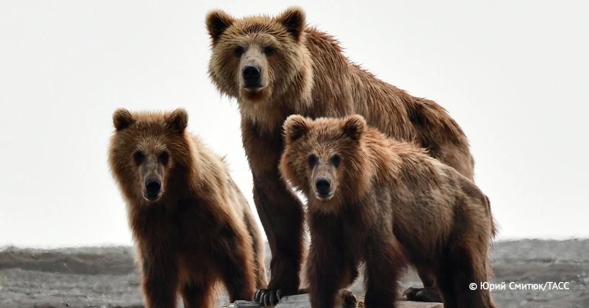 Численность бурых медведей в России выросла более чем в 2,3 раза с 1990 года