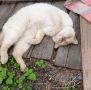 С пятницей!. Утренний кот от читателей @ampravda