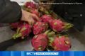 В Приамурье из Китая приехали экзотические фрукты
