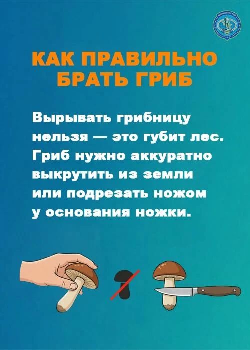 Сезон сбора грибов в Приамурье в самом разгаре Сезон сбора грибов в Приамурье в самом разгаре