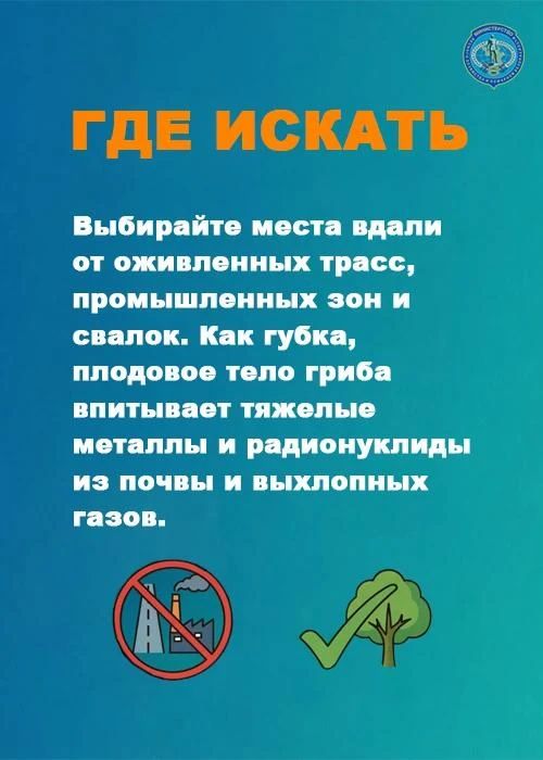 Сезон сбора грибов в Приамурье в самом разгаре Сезон сбора грибов в Приамурье в самом разгаре