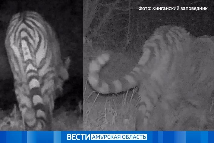 Сына знаменитой тигрицы Елены назвали Ильёй в честь жителя Приамурья