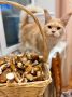 Люба хвастается собранными грибочками
