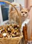 Люба хвастается собранными грибочками