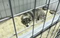 В России создадут цифровой сервис, через который можно будет взять домашнее животное из приюта