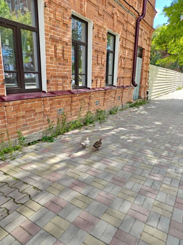 В районе дома N 57 на улице Калинина горожане заметили двух уток, бесстрашно гуляющих по тротуару В районе дома N 57 на улице Калинина горожане заметили двух уток, бесстрашно гуляющих по тротуару