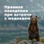 Специалисты амурского управления МЧС России напоминают о правилах безопасности при встрече с медведем в лесу