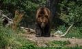 На Камчатке медведь напал на человека: пострадавший не выжил