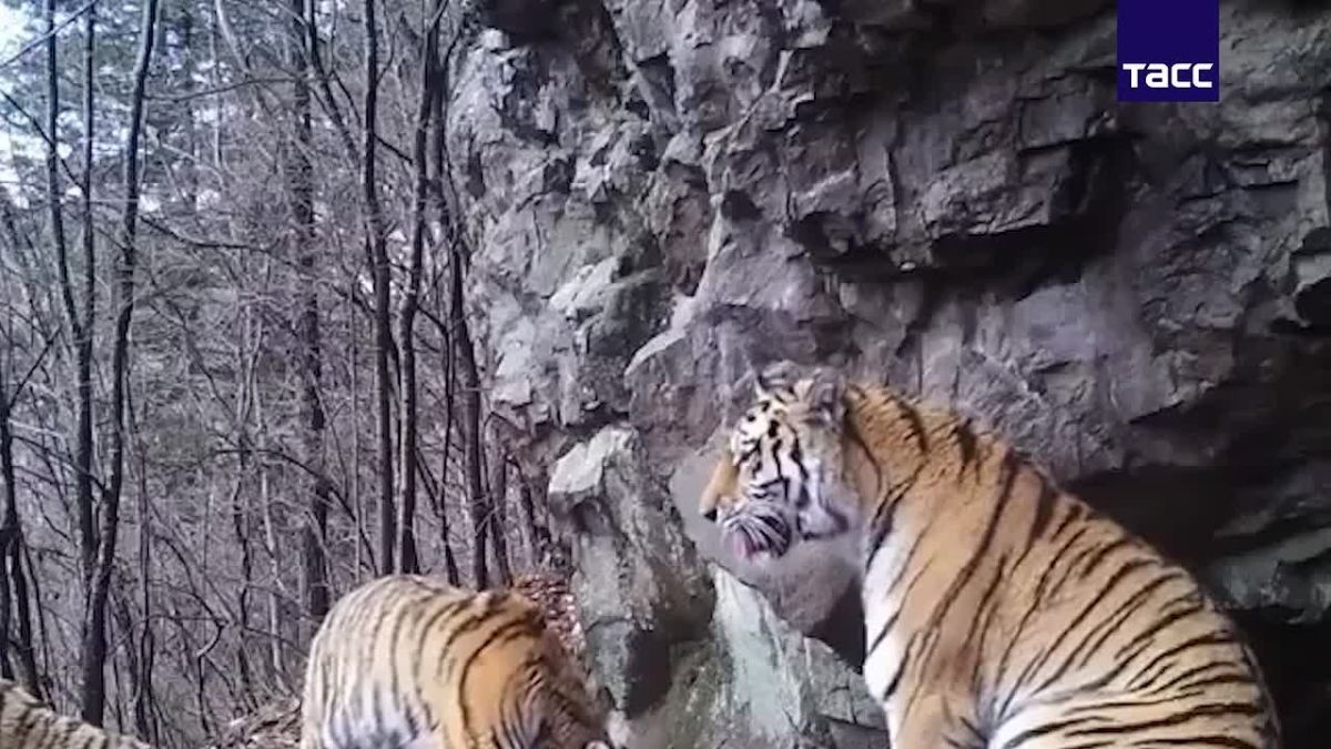 Телебашни в России включат подсветку в честь Дня тигра 23-30 сентября, сообщили ТАСС в пресс-службе центра "Амурский тигр"