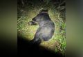 В Благовещенске застрелили медведя