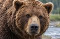 Медведи идут к людям: почему в Приамурье популяция хищников стала в два раза выше нормы